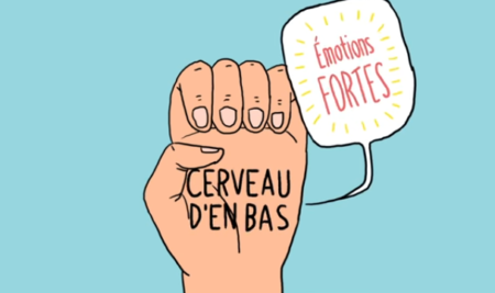 Le fonctionnement de notre cerveau : le “modèle dans la main” de Daniel Siegel.
